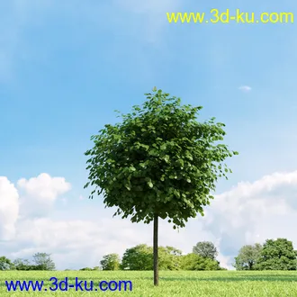 美国皂荚,美人梅,槭树,桦木,茱萸,山楂树,稠李,栎树,刺槐,柳树,匍匐柳,树木模型合集的图片