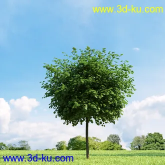 美国皂荚,美人梅,槭树,桦木,茱萸,山楂树,稠李,栎树,刺槐,柳树,匍匐柳,树木模型合集的图片