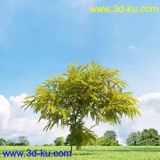 美国皂荚,美人梅,槭树,桦木,茱萸,山楂树,稠李,栎树,刺槐,柳树,匍匐柳,树木模型合集的图片