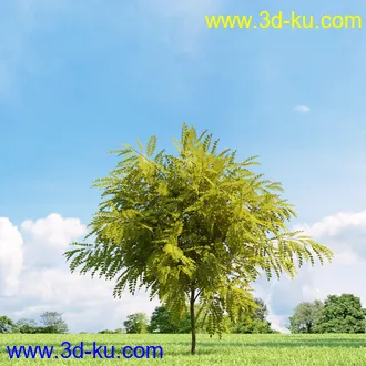美国皂荚,美人梅,槭树,桦木,茱萸,山楂树,稠李,栎树,刺槐,柳树,匍匐柳,树木模型合集的图片