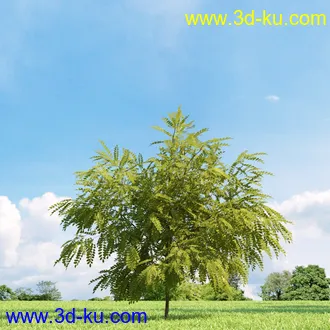 美国皂荚,美人梅,槭树,桦木,茱萸,山楂树,稠李,栎树,刺槐,柳树,匍匐柳,树木模型合集的图片