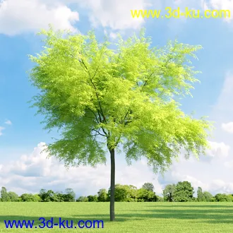 美国皂荚,美人梅,槭树,桦木,茱萸,山楂树,稠李,栎树,刺槐,柳树,匍匐柳,树木模型合集的图片