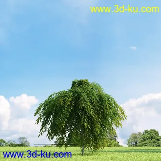 美国皂荚,美人梅,槭树,桦木,茱萸,山楂树,稠李,栎树,刺槐,柳树,匍匐柳,树木模型合集的图片