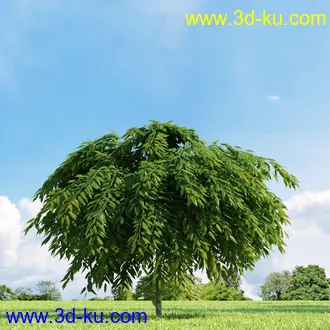 美国皂荚,美人梅,槭树,桦木,茱萸,山楂树,稠李,栎树,刺槐,柳树,匍匐柳,树木模型合集的图片