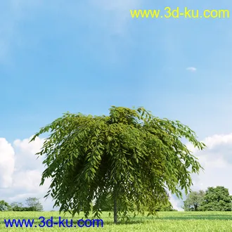 美国皂荚,美人梅,槭树,桦木,茱萸,山楂树,稠李,栎树,刺槐,柳树,匍匐柳,树木模型合集的图片