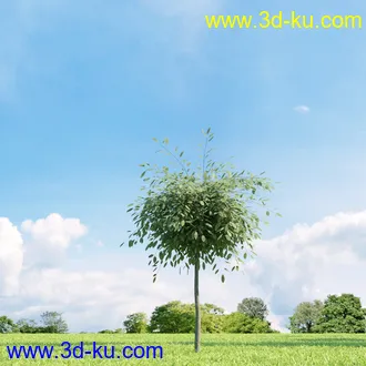 美国皂荚,美人梅,槭树,桦木,茱萸,山楂树,稠李,栎树,刺槐,柳树,匍匐柳,树木模型合集的图片