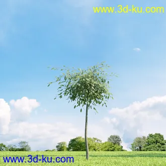 美国皂荚,美人梅,槭树,桦木,茱萸,山楂树,稠李,栎树,刺槐,柳树,匍匐柳,树木模型合集的图片