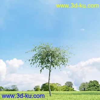 美国皂荚,美人梅,槭树,桦木,茱萸,山楂树,稠李,栎树,刺槐,柳树,匍匐柳,树木模型合集的图片