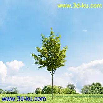 美国皂荚,美人梅,槭树,桦木,茱萸,山楂树,稠李,栎树,刺槐,柳树,匍匐柳,树木模型合集的图片