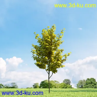 美国皂荚,美人梅,槭树,桦木,茱萸,山楂树,稠李,栎树,刺槐,柳树,匍匐柳,树木模型合集的图片
