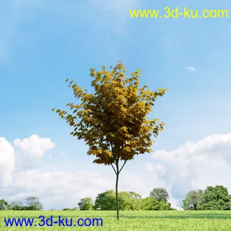 美国皂荚,美人梅,槭树,桦木,茱萸,山楂树,稠李,栎树,刺槐,柳树,匍匐柳,树木模型合集的图片