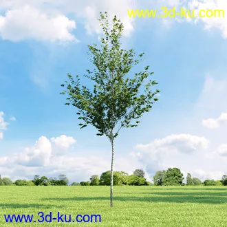 美国皂荚,美人梅,槭树,桦木,茱萸,山楂树,稠李,栎树,刺槐,柳树,匍匐柳,树木模型合集的图片