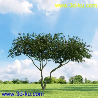 桦木,锦鸡儿,连香树,山楂,凤凰木,山毛榉,木兰,欧洲栎树,漆树,植物,树木模型合集的图片1