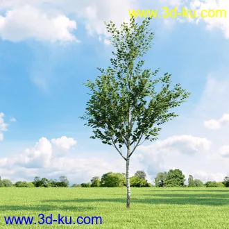 桦木,锦鸡儿,连香树,山楂,凤凰木,山毛榉,木兰,欧洲栎树,漆树,植物,树木模型合集的图片2