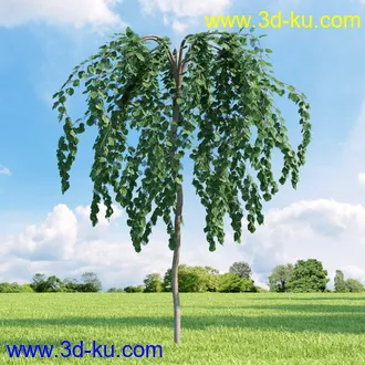 桦木,锦鸡儿,连香树,山楂,凤凰木,山毛榉,木兰,欧洲栎树,漆树,植物,树木模型合集的图片3