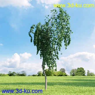 桦木,锦鸡儿,连香树,山楂,凤凰木,山毛榉,木兰,欧洲栎树,漆树,植物,树木模型合集的图片4