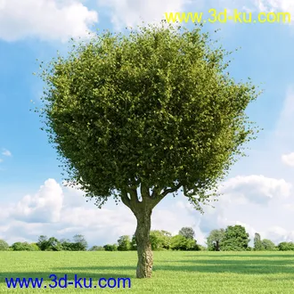 桦木,锦鸡儿,连香树,山楂,凤凰木,山毛榉,木兰,欧洲栎树,漆树,植物,树木模型合集的图片6