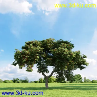 桦木,锦鸡儿,连香树,山楂,凤凰木,山毛榉,木兰,欧洲栎树,漆树,植物,树木模型合集的图片10