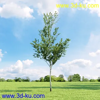 桦木,锦鸡儿,连香树,山楂,凤凰木,山毛榉,木兰,欧洲栎树,漆树,植物,树木模型合集的图片13