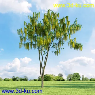 桦木,锦鸡儿,连香树,山楂,凤凰木,山毛榉,木兰,欧洲栎树,漆树,植物,树木模型合集的图片16