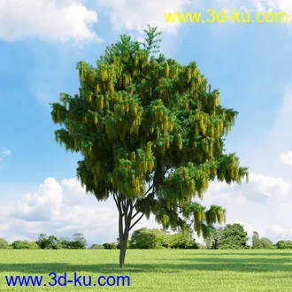 桦木,锦鸡儿,连香树,山楂,凤凰木,山毛榉,木兰,欧洲栎树,漆树,植物,树木模型合集的图片18