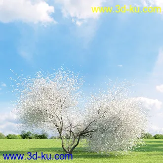 桦木,锦鸡儿,连香树,山楂,凤凰木,山毛榉,木兰,欧洲栎树,漆树,植物,树木模型合集的图片20