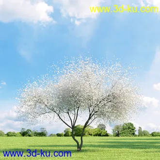 桦木,锦鸡儿,连香树,山楂,凤凰木,山毛榉,木兰,欧洲栎树,漆树,植物,树木模型合集的图片21