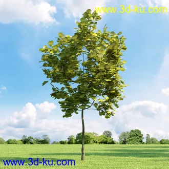 桦木,锦鸡儿,连香树,山楂,凤凰木,山毛榉,木兰,欧洲栎树,漆树,植物,树木模型合集的图片22