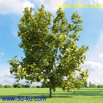 桦木,锦鸡儿,连香树,山楂,凤凰木,山毛榉,木兰,欧洲栎树,漆树,植物,树木模型合集的图片23