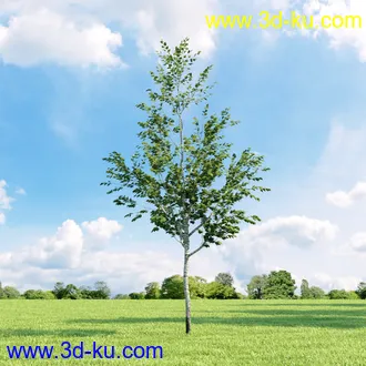 桦木,锦鸡儿,连香树,山楂,凤凰木,山毛榉,木兰,欧洲栎树,漆树,植物,树木模型合集的图片24