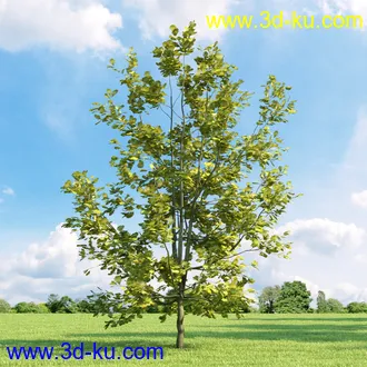 桦木,锦鸡儿,连香树,山楂,凤凰木,山毛榉,木兰,欧洲栎树,漆树,植物,树木模型合集的图片25