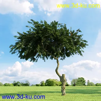 桦木,锦鸡儿,连香树,山楂,凤凰木,山毛榉,木兰,欧洲栎树,漆树,植物,树木模型合集的图片26