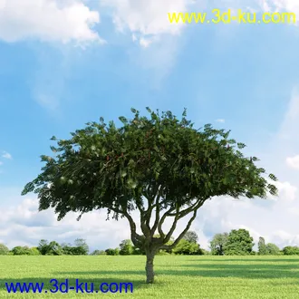 桦木,锦鸡儿,连香树,山楂,凤凰木,山毛榉,木兰,欧洲栎树,漆树,植物,树木模型合集的图片27