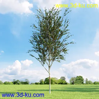 桦木,锦鸡儿,连香树,山楂,凤凰木,山毛榉,木兰,欧洲栎树,漆树,植物,树木模型合集的图片28