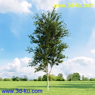 桦木,锦鸡儿,连香树,山楂,凤凰木,山毛榉,木兰,欧洲栎树,漆树,植物,树木模型合集的图片