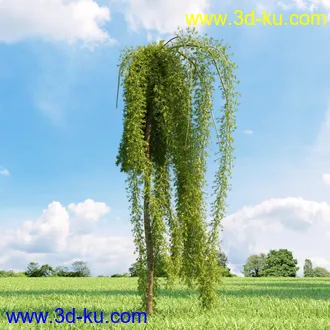 桦木,锦鸡儿,连香树,山楂,凤凰木,山毛榉,木兰,欧洲栎树,漆树,植物,树木模型合集的图片