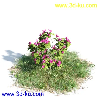 黄蝉花,香根菊,洋紫荆,紫叶小檗,木棉花树,鸳鸯茉莉,南美酸枝,美丽异木棉,植物模型合集的图片1