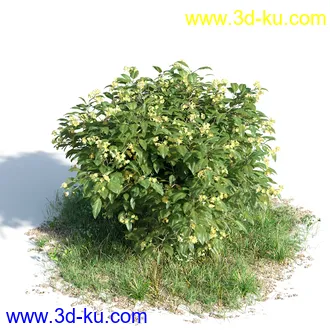 黄蝉花,香根菊,洋紫荆,紫叶小檗,木棉花树,鸳鸯茉莉,南美酸枝,美丽异木棉,植物模型合集的图片2