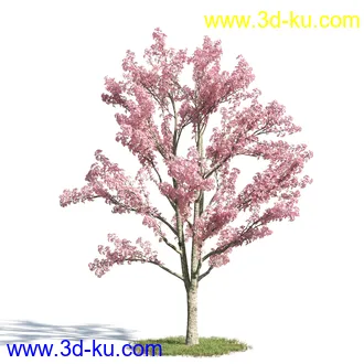 黄蝉花,香根菊,洋紫荆,紫叶小檗,木棉花树,鸳鸯茉莉,南美酸枝,美丽异木棉,植物模型合集的图片3