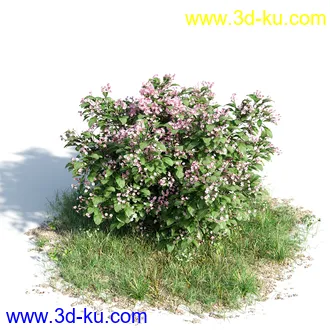 黄蝉花,香根菊,洋紫荆,紫叶小檗,木棉花树,鸳鸯茉莉,南美酸枝,美丽异木棉,植物模型合集的图片4