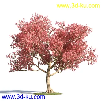 黄蝉花,香根菊,洋紫荆,紫叶小檗,木棉花树,鸳鸯茉莉,南美酸枝,美丽异木棉,植物模型合集的图片5