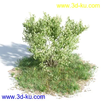 黄蝉花,香根菊,洋紫荆,紫叶小檗,木棉花树,鸳鸯茉莉,南美酸枝,美丽异木棉,植物模型合集的图片6