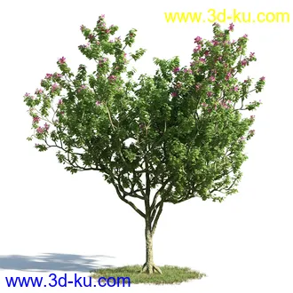 黄蝉花,香根菊,洋紫荆,紫叶小檗,木棉花树,鸳鸯茉莉,南美酸枝,美丽异木棉,植物模型合集的图片7