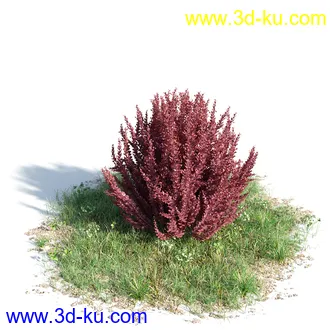 黄蝉花,香根菊,洋紫荆,紫叶小檗,木棉花树,鸳鸯茉莉,南美酸枝,美丽异木棉,植物模型合集的图片8