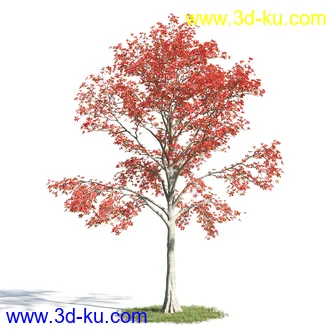 黄蝉花,香根菊,洋紫荆,紫叶小檗,木棉花树,鸳鸯茉莉,南美酸枝,美丽异木棉,植物模型合集的图片9