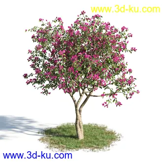 黄蝉花,香根菊,洋紫荆,紫叶小檗,木棉花树,鸳鸯茉莉,南美酸枝,美丽异木棉,植物模型合集的图片10