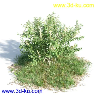 黄蝉花,香根菊,洋紫荆,紫叶小檗,木棉花树,鸳鸯茉莉,南美酸枝,美丽异木棉,植物模型合集的图片11