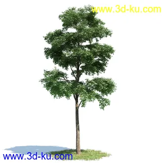 黄蝉花,香根菊,洋紫荆,紫叶小檗,木棉花树,鸳鸯茉莉,南美酸枝,美丽异木棉,植物模型合集的图片12