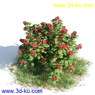 柑橘树,橙子,书带木,锥果木,仙枝花树,松柏树,凤凰木,非洲芙蓉,桉树古尼,树林模型合集的图片