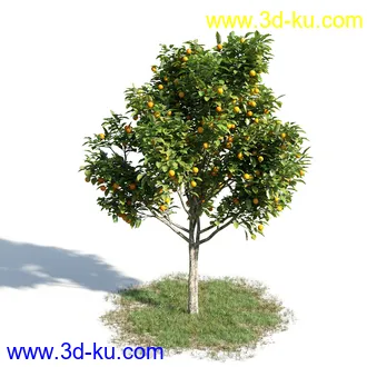 柑橘树,橙子,书带木,锥果木,仙枝花树,松柏树,凤凰木,非洲芙蓉,桉树古尼,树林模型合集的图片